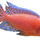 Firefish - Aulonocara firefish