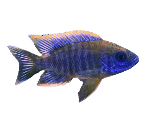 Blue Peacock - Aulonocara Sp. Blue