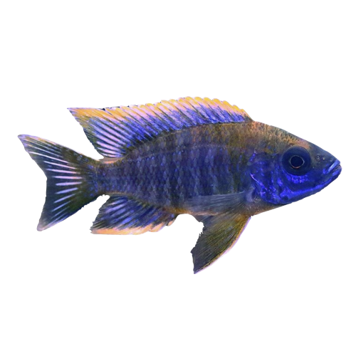 Blue Peacock - Aulonocara Sp. Blue