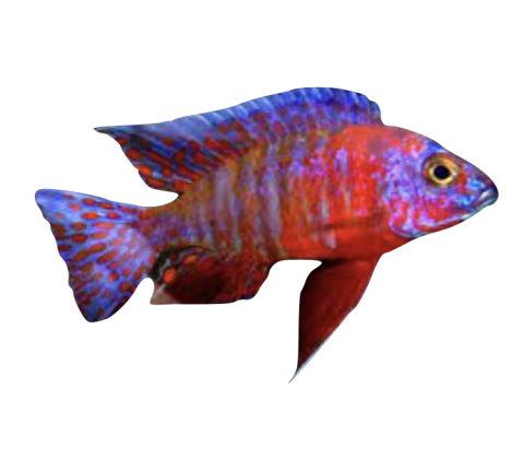 Aulonocara OB Red - Aulonocara Sp. OB RED