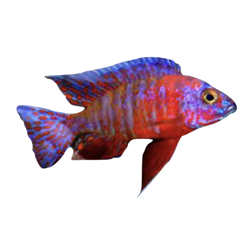 Aulonocara OB Red - Aulonocara Sp. OB RED