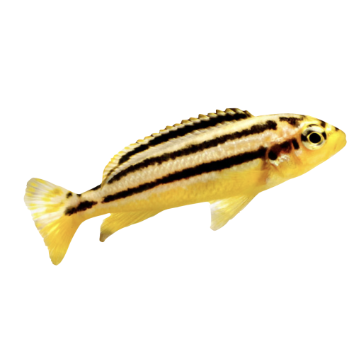 Auratus - Melanochromis auratus