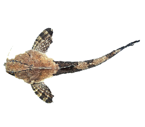 Banjo Malle - Bunocephalus coracoideus