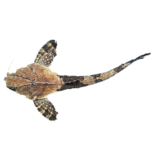 Banjo Malle - Bunocephalus coracoideus