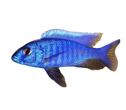 Blå Ahli - Sciaenochromis fryeri