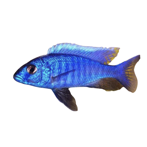 Blå Ahli - Sciaenochromis fryeri