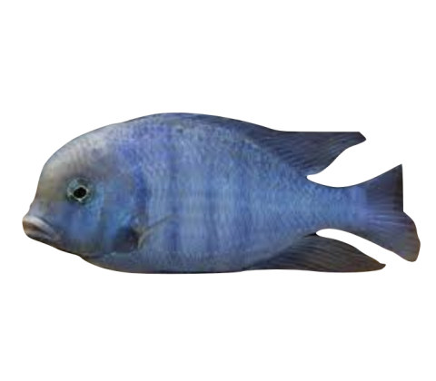 Blå Delfin - Cyrtocara moorii