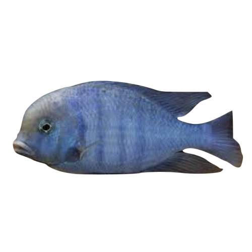 Blå Delfin - Cyrtocara moorii