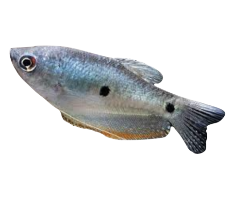 Blå Gurami - Trichopodus trichopterus