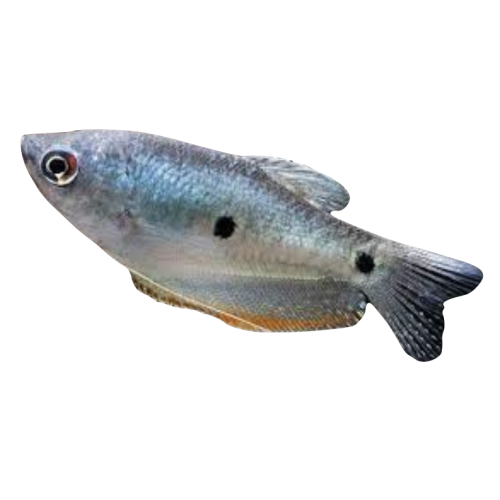 Blå Gurami - Trichopodus trichopterus