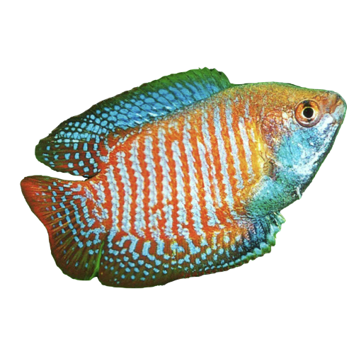 Dværg Gurami - Trichogaster lalius / Colisa lalia