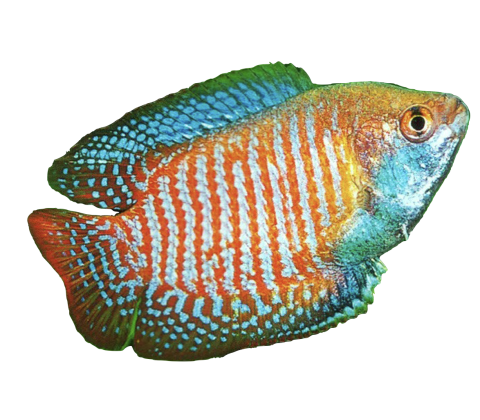 Dværg Gurami - Trichogaster lalius / Colisa lalia