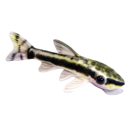 Dværg Sugemalle - Otocinclus affinis