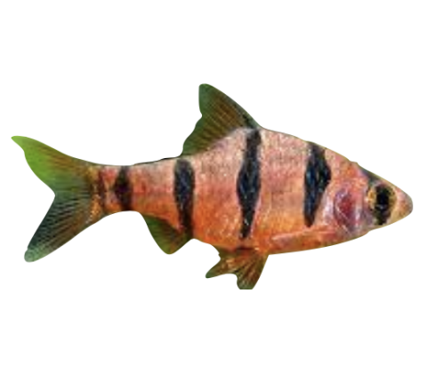 Fembånds Barbe - Desmopuntius pentazona (synonym: Puntius pentazona)