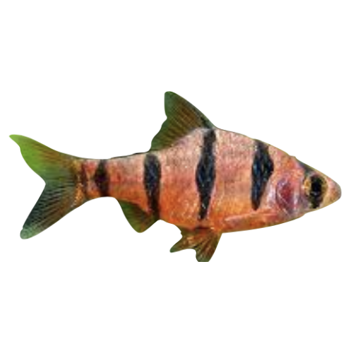 Fembånds Barbe - Desmopuntius pentazona (synonym: Puntius pentazona)