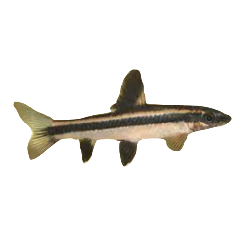 Flyvende Ræv - Epalzeorhynchos kalopterus