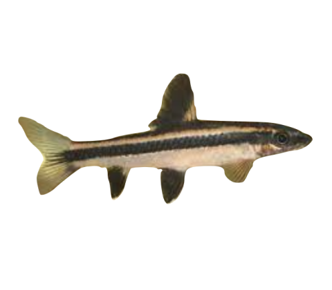 Flyvende Ræv - Epalzeorhynchos kalopterus