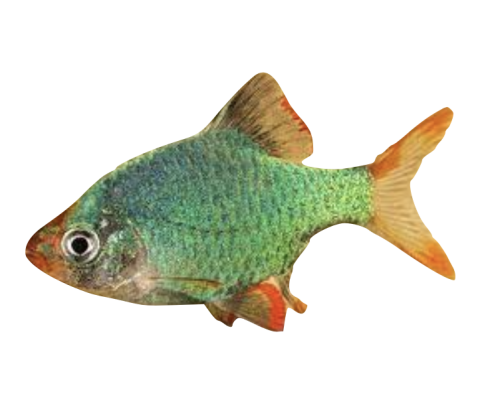 Fosfor Siam Barbe / Grøn Tiger Barbe - Puntigrus tetrazona “Green” / Puntius tetrazona