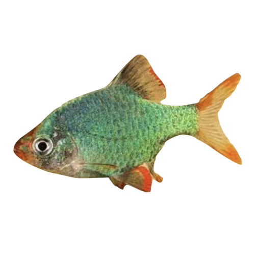 Fosfor Siam Barbe / Grøn Tiger Barbe - Puntigrus tetrazona “Green” / Puntius tetrazona