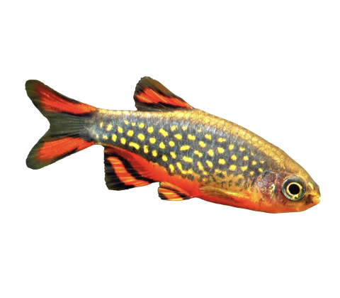 Galaxy Rasbora - Danio margaritatus