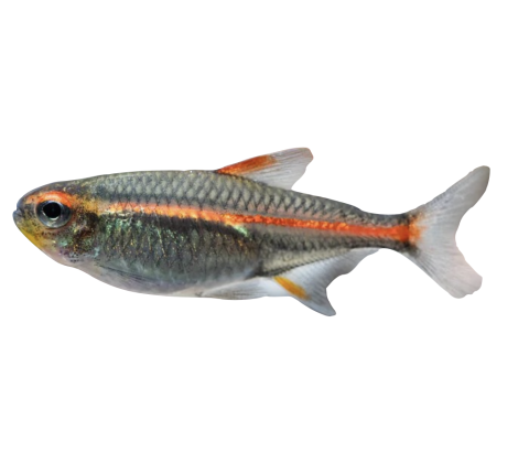 Glødelys Danio - Celestichthys choprae