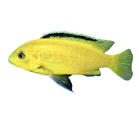 Golden Sp. - Labidochromis caeruleus