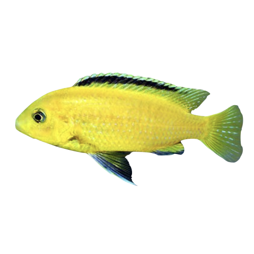 Golden Sp. - Labidochromis caeruleus