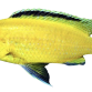 Golden Sp. - Labidochromis caeruleus