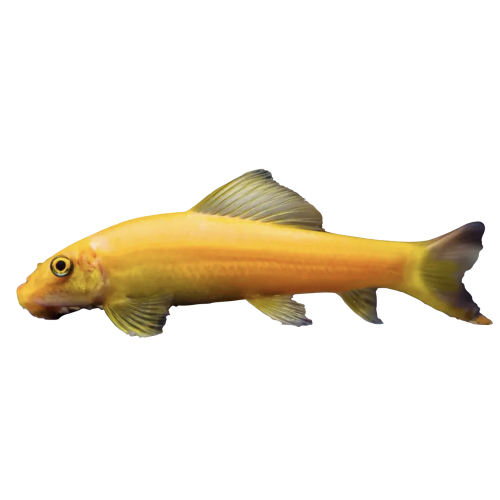 Gul Algeæder - Gyrinocheilus aymonieri