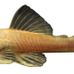 Albino Ancistrus - Ancistrus sp. “Albino”