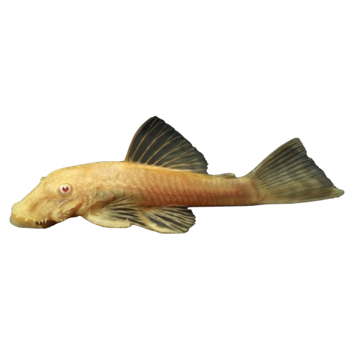 Albino Ancistrus - Ancistrus sp. “Albino”