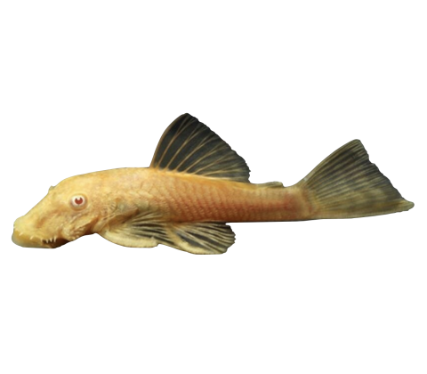 Albino Ancistrus - Ancistrus sp. “Albino”