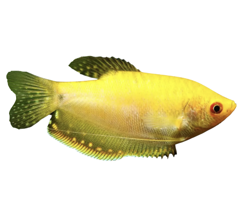 Guld Gurami - Trichogaster chuna / Trichogaster trichopterus