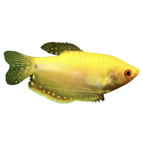 Guld Gurami - Trichogaster chuna / Trichogaster trichopterus