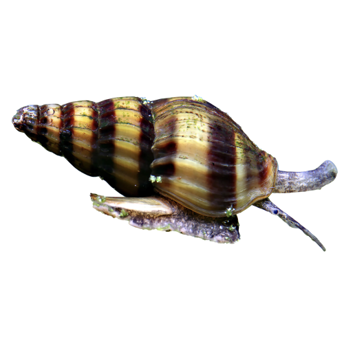 Helena Rovsnegle - Anentome helena (tidligere Clea helena)