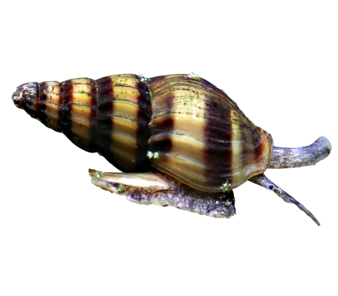 Helena Rovsnegle - Anentome helena (tidligere Clea helena)