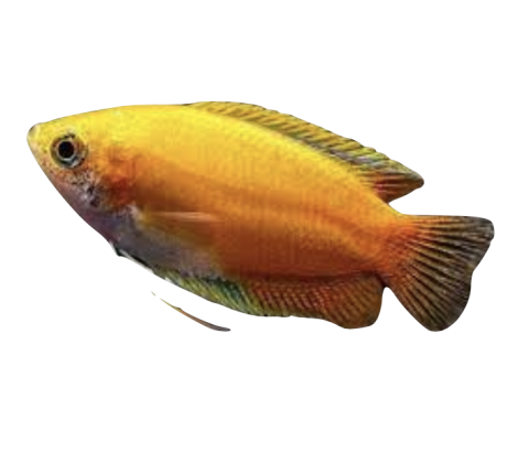 Honning Gurami alm + guld - Trichogaster chuna