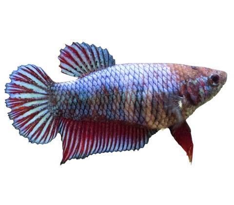 Kampfisk HUN - Betta splendens