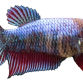 Kampfisk HUN - Betta splendens
