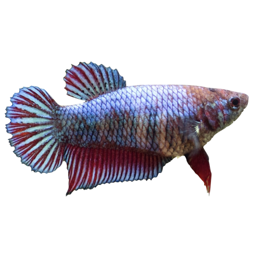 Kampfisk HUN - Betta splendens
