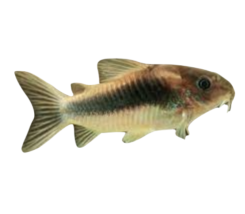 Kobber Pansermalle - Corydoras aeneus