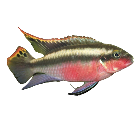 Kribensis - Pelvicachromis pulcher