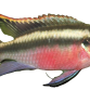 Kribensis - Pelvicachromis pulcher