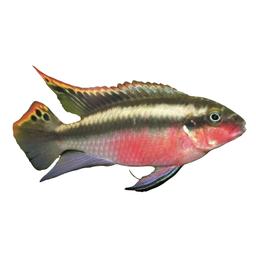 Kribensis - Pelvicachromis pulcher