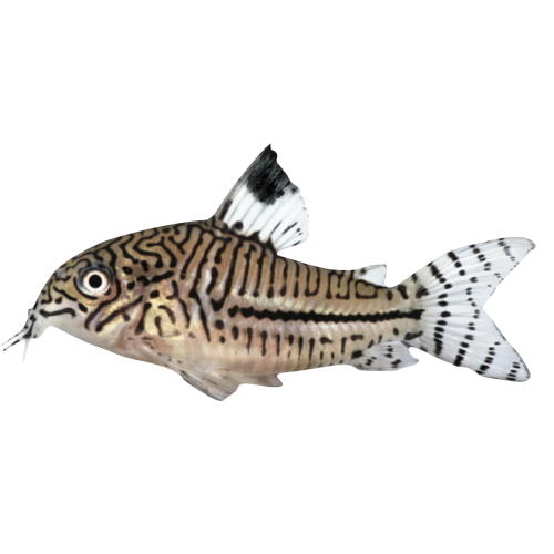 Leopard Pansermalle - Corydoras trilineatus