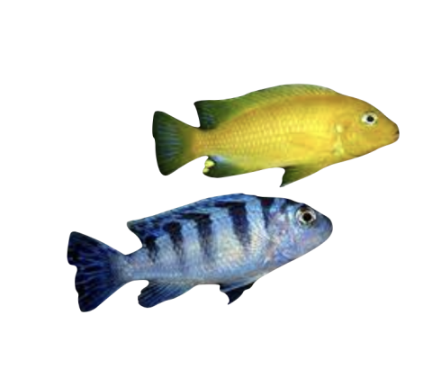 Lombardoi - Pseudotropheus lombardoi