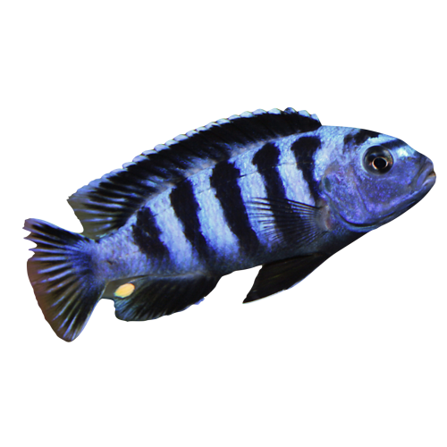Maingane - Melanochromis maingano