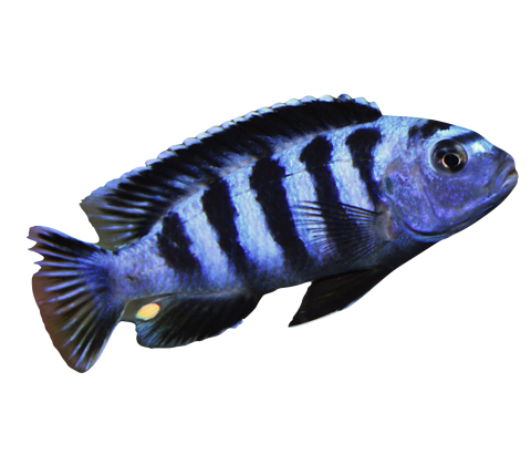 Maingane - Melanochromis maingano