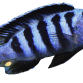 Maingane - Melanochromis maingano