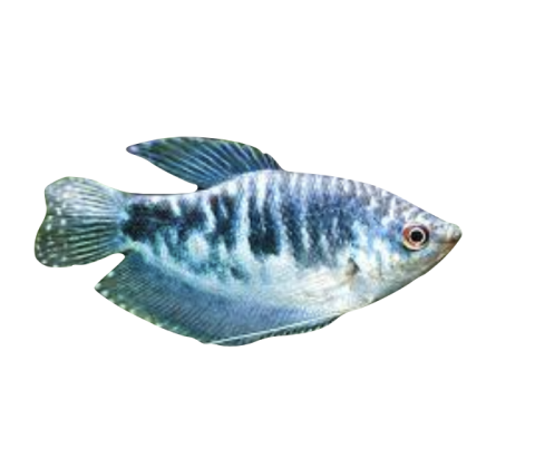 Marmor Gurami - Trichogaster trichopterus “Cosby”